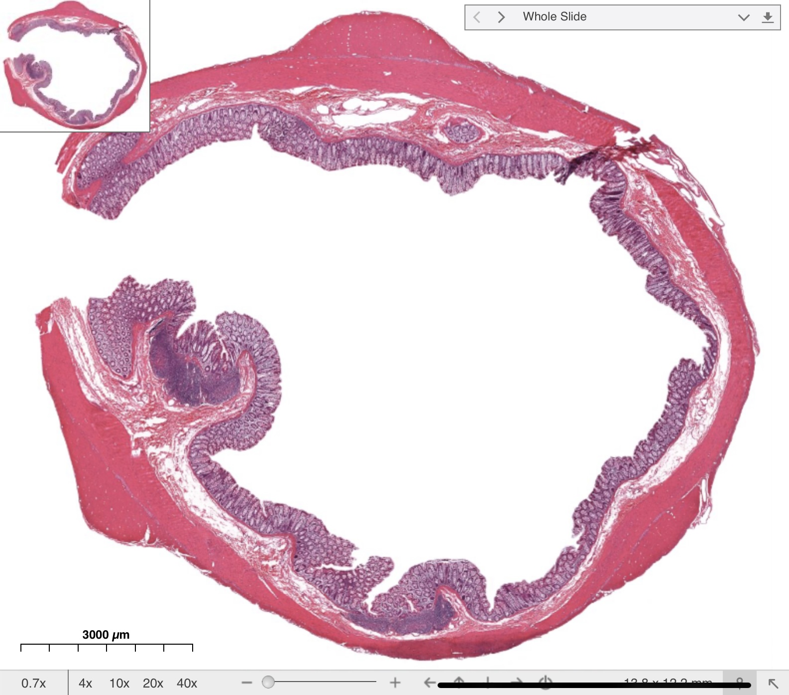 <p>What is this cross section</p>