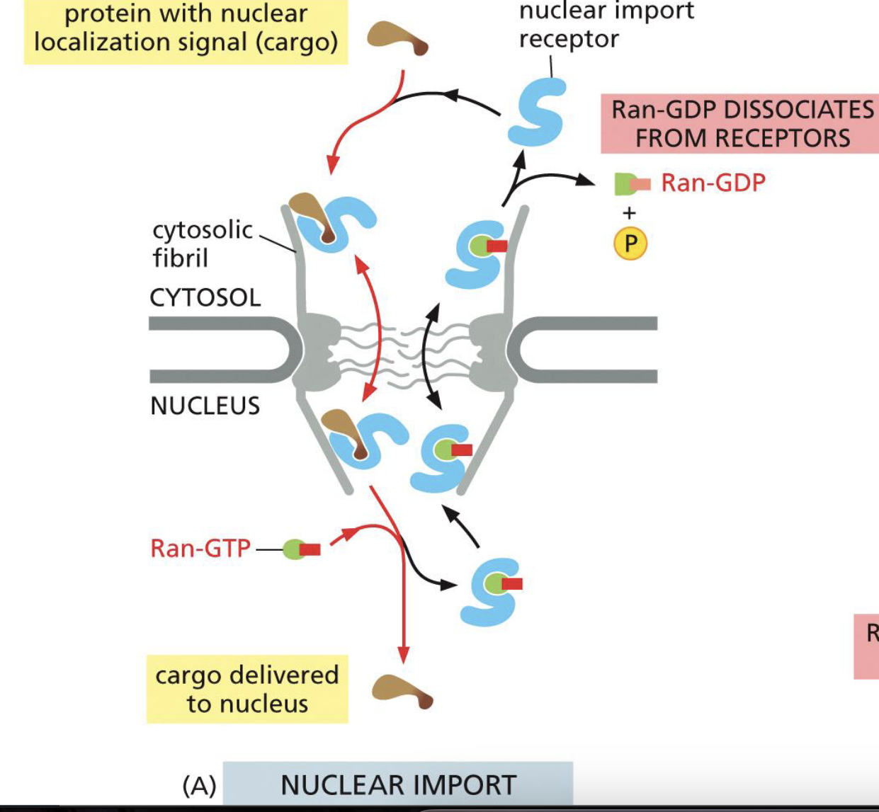 <ol><li><p>Cargo Protein’s NLS binds with Nuclear Import Receptor </p></li><li><p>Nuclear Import Receptor binds to nucleoporins in the NPC, and transports cargo into the nucleus</p></li><li><p>Bound by Ran-GTP → causes a release in cargo </p></li><li><p>Empty import receptor and Ran-GTP goes to cytosol</p></li><li><p>Ran-GTP is cleaved into Ran-GDP by Ran-GAP and Ran Binding Protein</p></li><li><p>Ran-GDP gets transported back into nucleus with NTF2</p></li></ol><p></p>