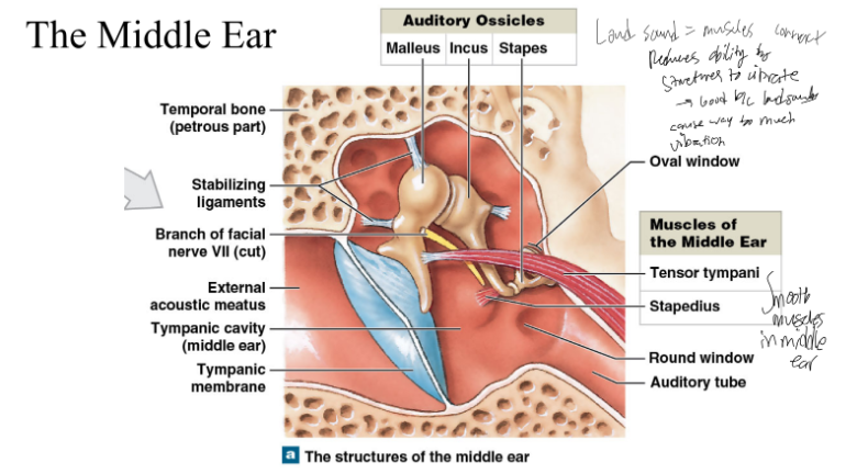 <p>the tensor tympani and stapedius muscles </p>