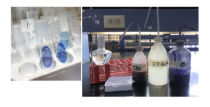 <p>What is the specimen used in this test?</p>