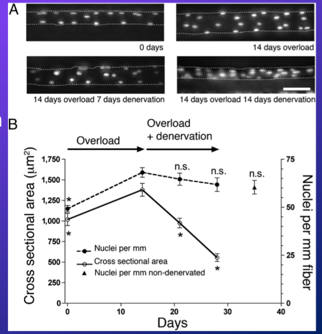 <p>-this was in rats, so overloaded the muscle more than would typically be exposed to, and this constant strain caused a bigger muscle in 14 days</p><p>-then they stained the nuclei, you can visually see that there are more nuclei in a single muscle fibre and the fibre itself is also bigger</p><ul><li><p>so nuclei and CSA of fibre increased according to graph</p></li></ul>