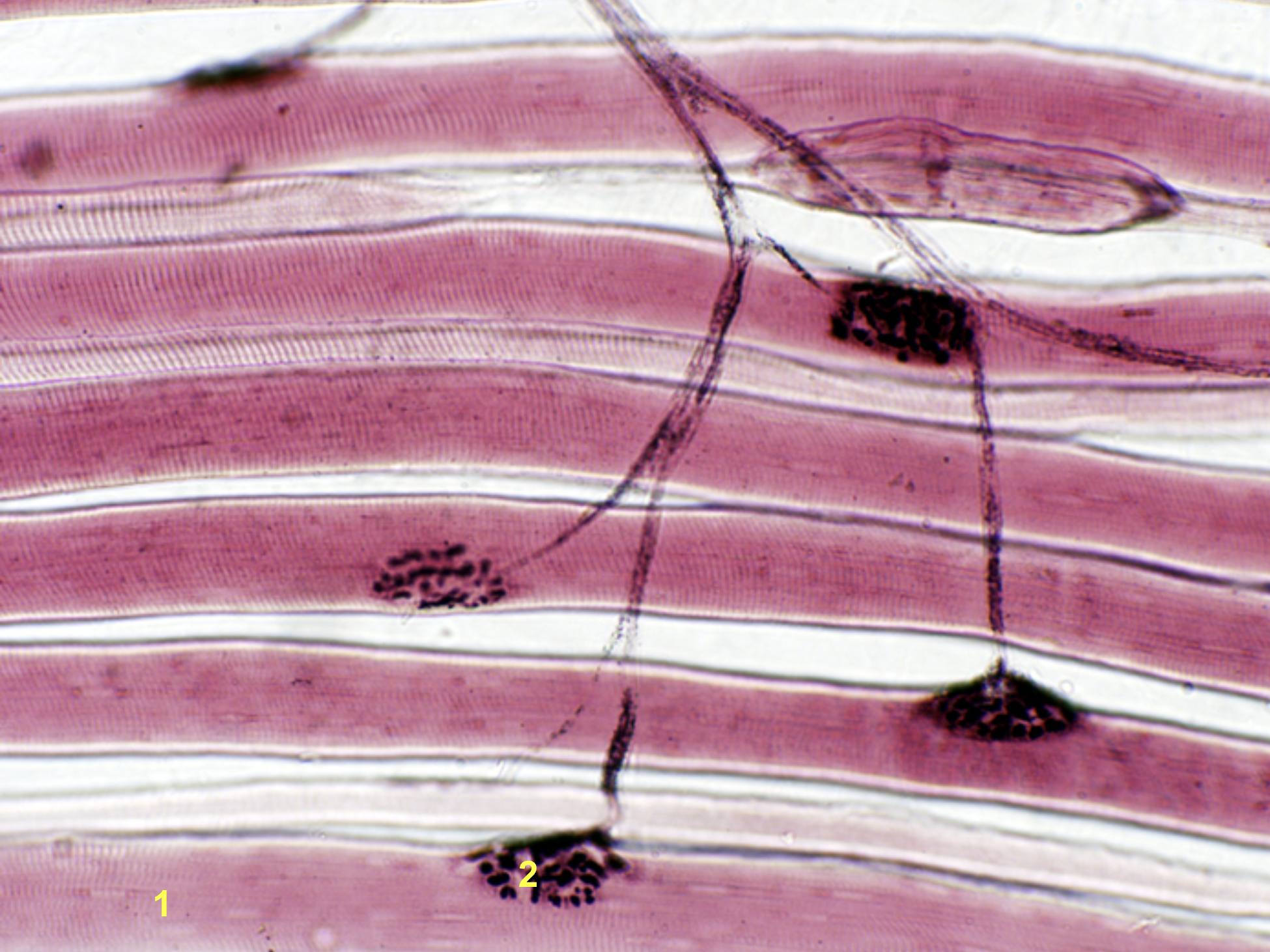 <p>identify the structure of #2 in the skeletal muscle fiber</p>