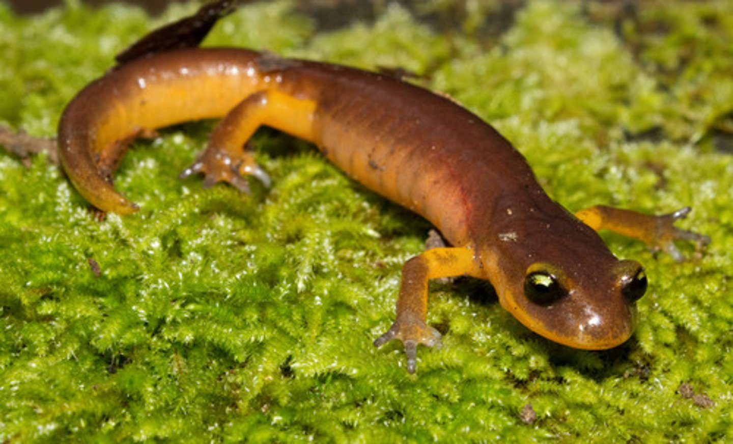 <p>Lungless salamanders</p><p>- Largest group</p><p>- Nasolabial groove</p><p>-No lungs, just cutaneous respiration</p><p>-No gills, dependent on moist environments</p><p>- Prominent costal grooves</p><p>- Most are terrestrial, some fully aquatic or arboreal</p><p>- Diverse reproductive modes (aquatic larvae with metamorphosis, egg hatching into miniature adults with no external gills, etc.)</p>