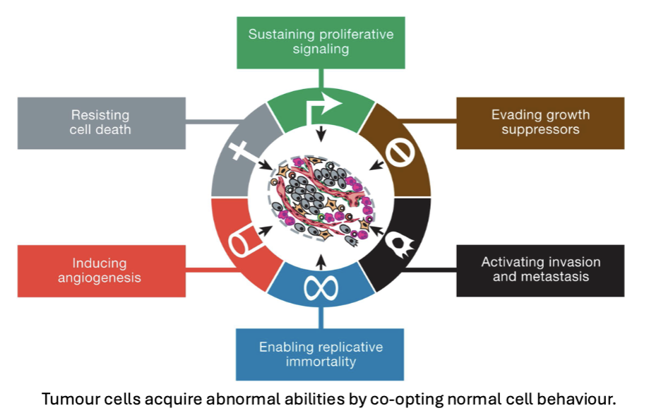 <ul><li><p>tumor cells acquire abnormal abilities by co-opting normal cell behavior</p></li></ul><p></p>
