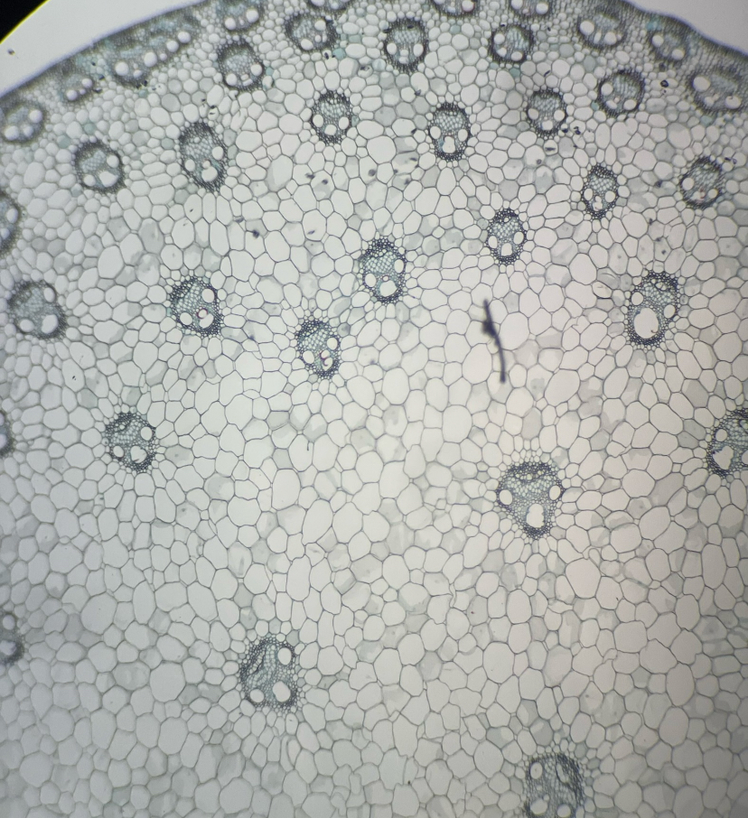 <p>monocot</p>