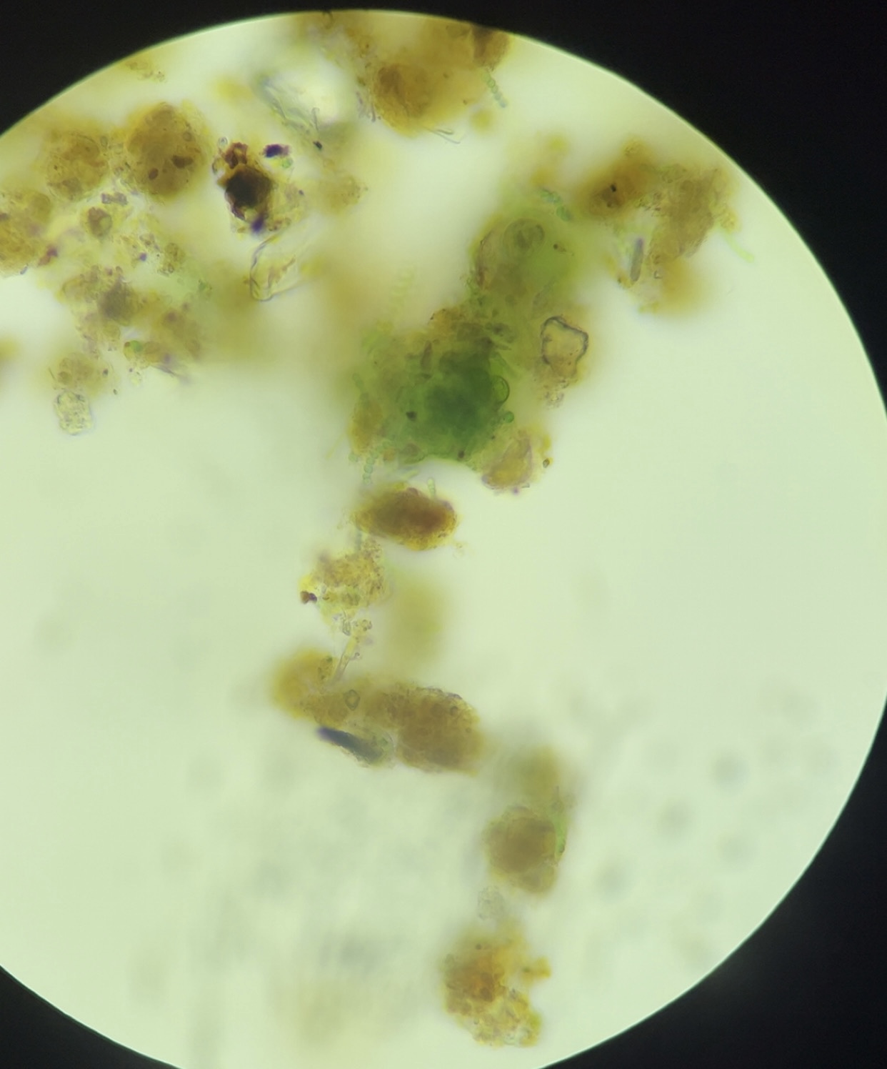 <p>Identify name, kingdom, domain, unicellular/multicellular</p>