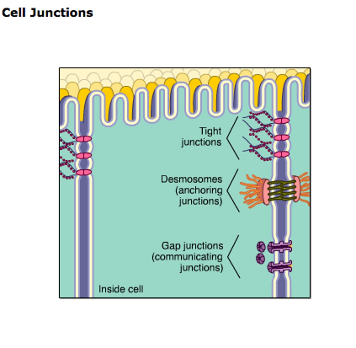 <p>Tight junctions</p><p>Adherens junctions</p><p>Gap junctions</p><p>Desmosomes</p><p>Hemidesmosomes</p>