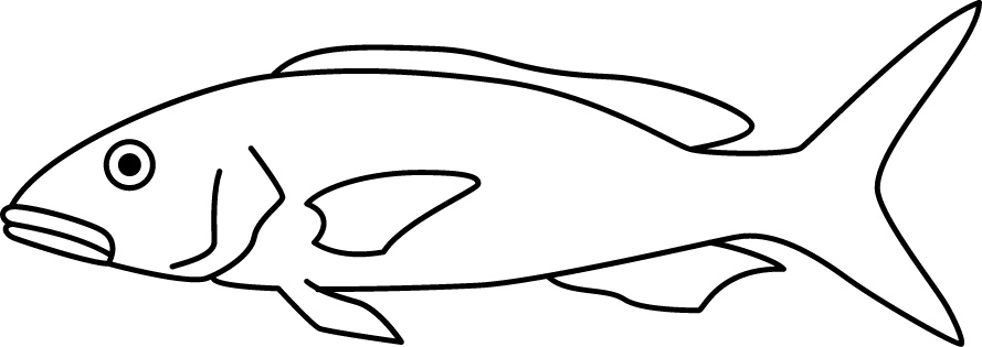 <p>Large mouth with teeth<br>Often yellow<br>Size: 30 cm</p>