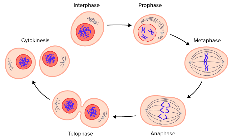 <p>Telophase: <span><span>the nucleus divides, reforming the nuclear envelope around two sets of separated chromosomes</span></span></p><p>Cytokinesis: <span><span>the separate physical division of the cytoplasm, organelles, and cell membrane into two distinct daughter cells</span></span></p>