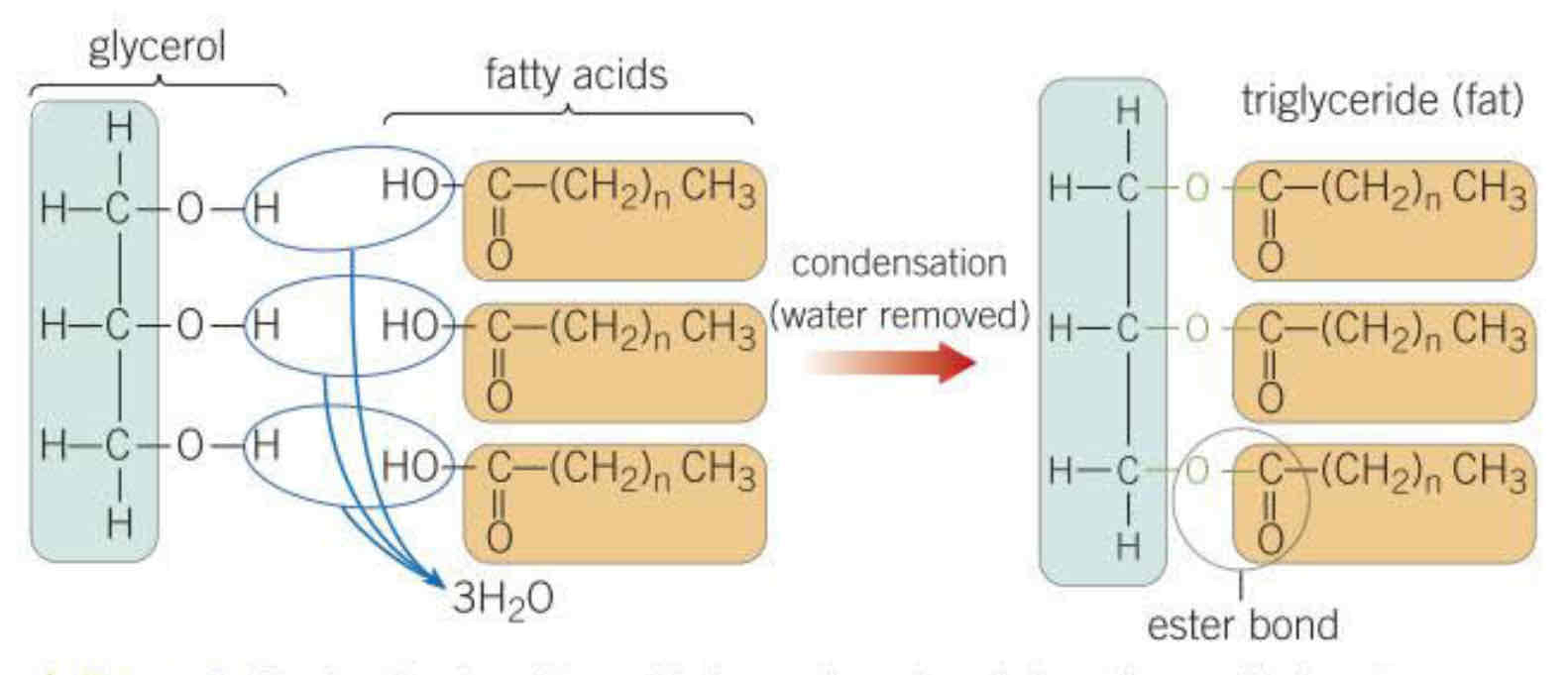 <p>three hydroxyl groups interact, form bonds between fatty acids and the glycerol molecule, form three water molecules (condensation)</p>