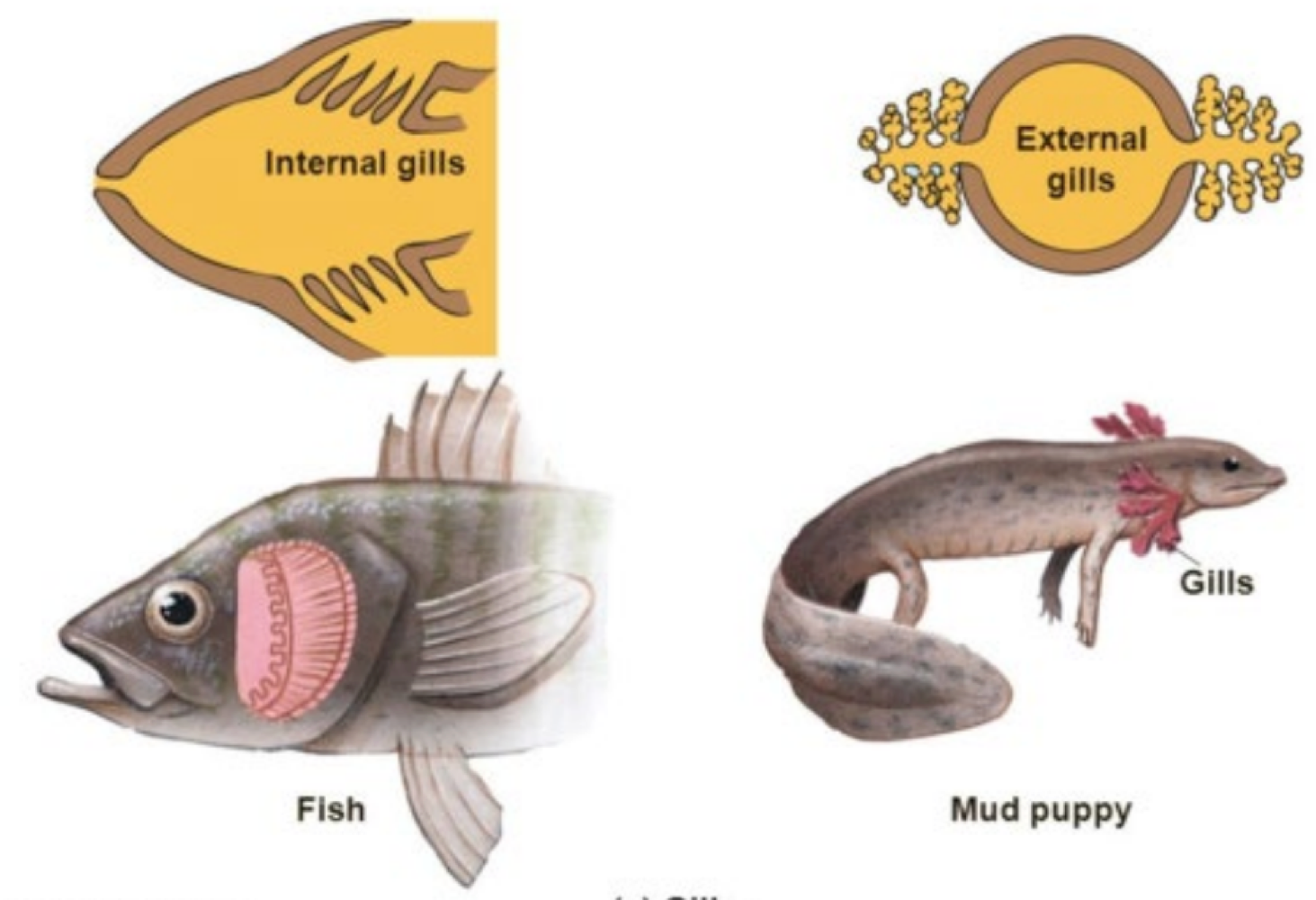 <p>false. gills can be internal (protection) or external</p>