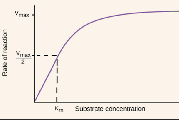 <p>the reaction rate in Velocity vs the substrate concentration [S] → vmax is when the enzyme is saturated and depends on enzyme [C], and the [S] becomes constant - Vmax/2 is when the linear part of the graph is equal to [S]. Km is the substrate [S] required to reach ½ Vmax</p>