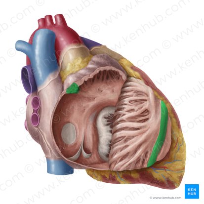 <ul><li><p>vertical ridge that divides right atrium into anterior and posterior halves </p></li></ul><p></p>