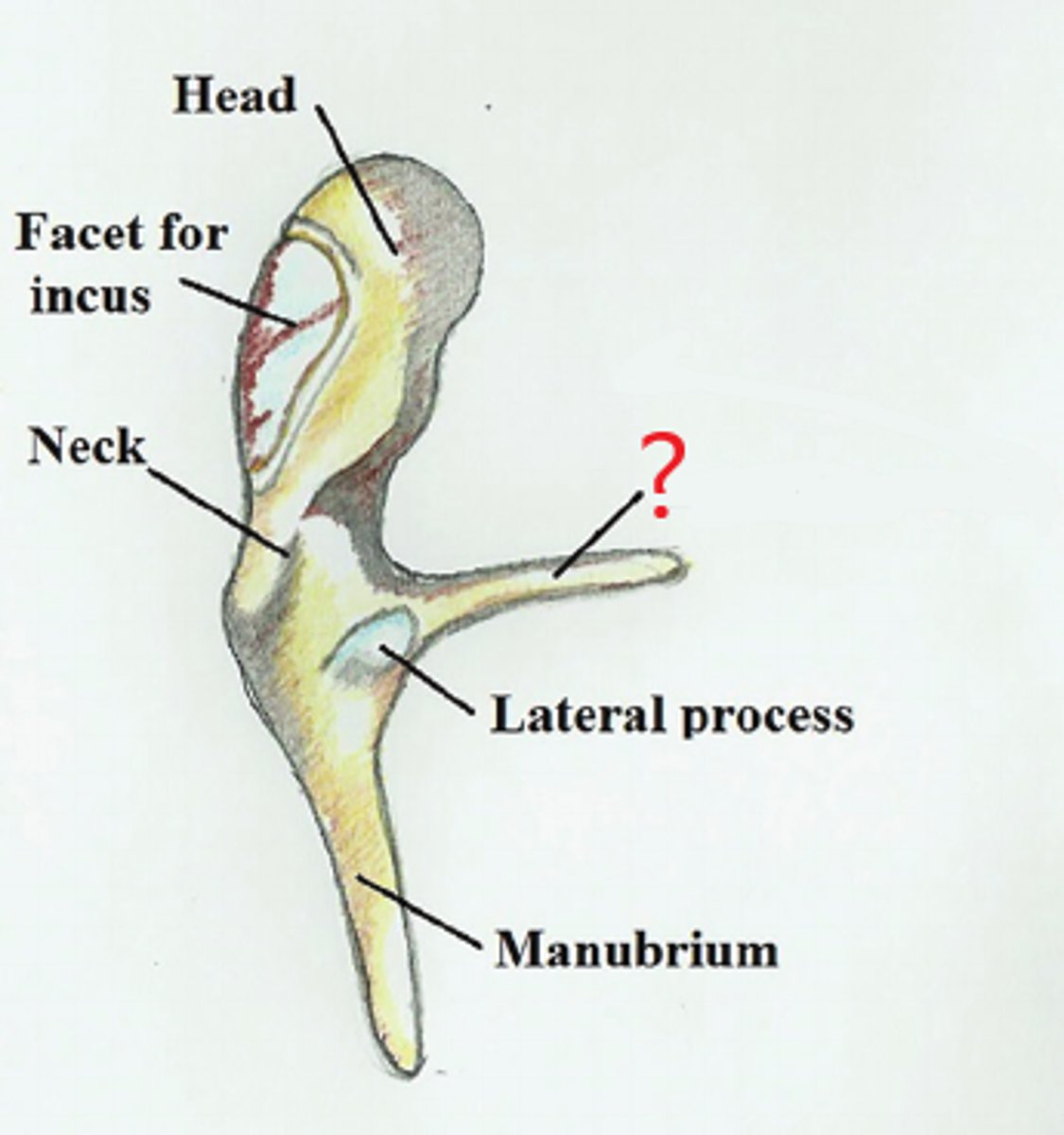 <p>protrusion of the malleus attached to the anterior wall of the tympanic cavity</p>