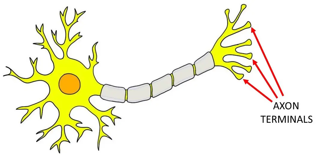 <p>at the end of each axon, send siSygnals to other neurons</p>