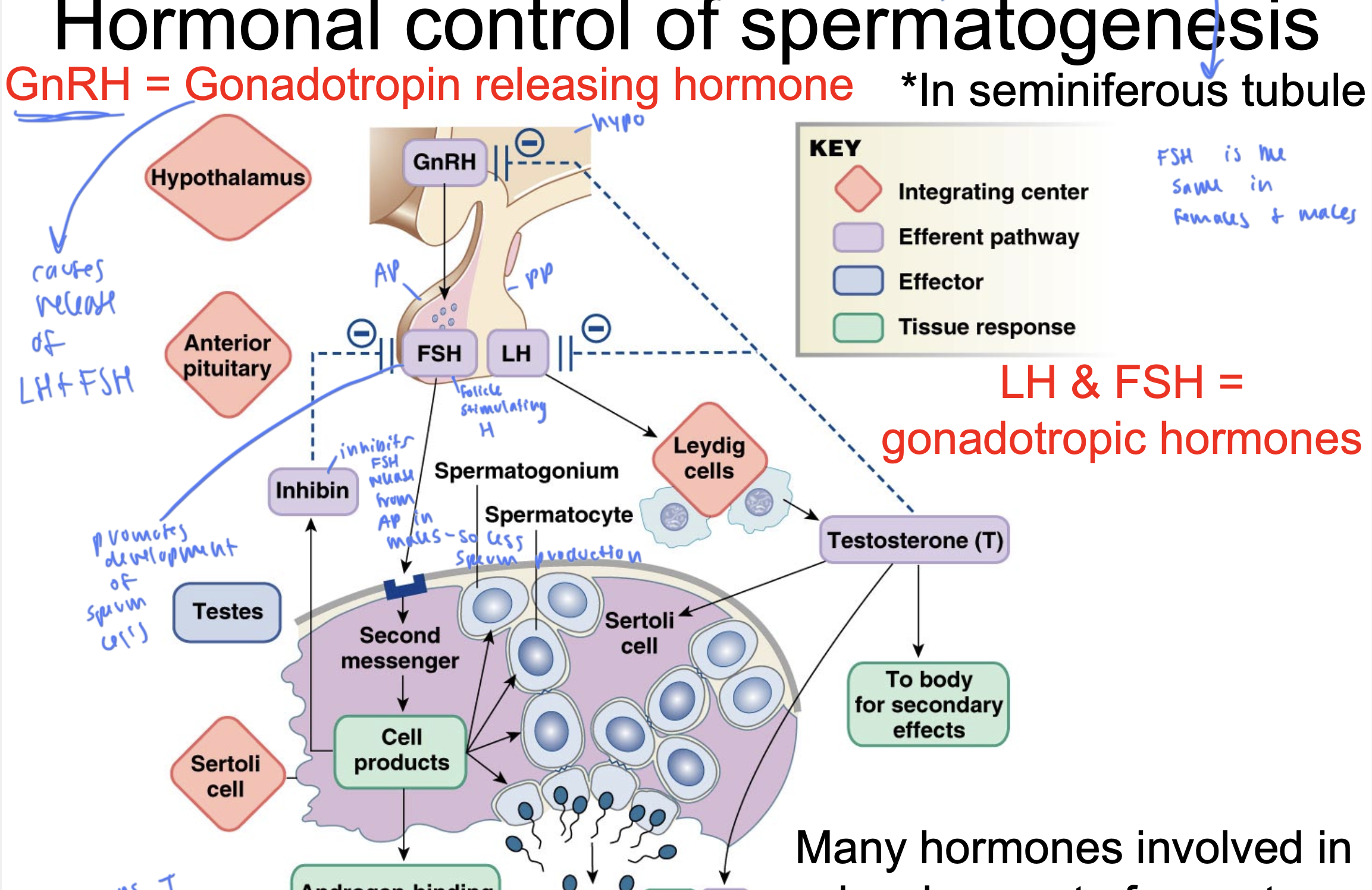 <p>gonadotropin releasing hormone</p><ul><li><p>comes from the hypo</p></li></ul><ul><li><p>causes release of LH and FSH</p></li></ul><p></p>