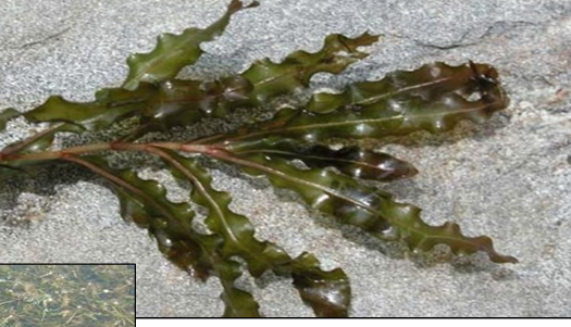 <p><em>Potamogeton crispus</em> (Potamogetonaceae)→<strong> curlyleaf pondweed</strong></p>