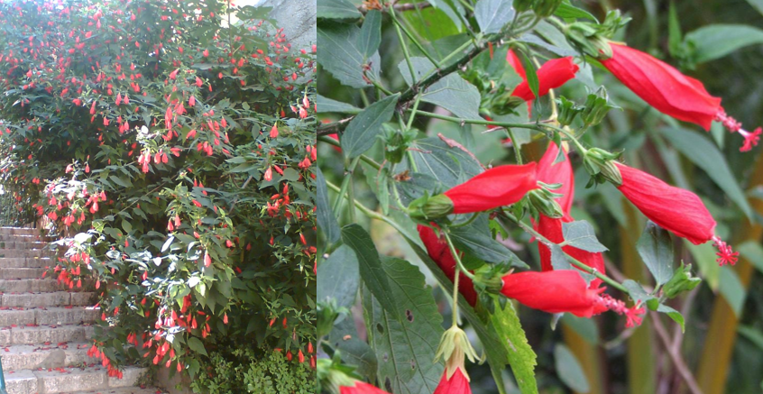 <p>Giant Turks Cap</p>