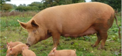 <p><span style="color: rgb(16, 14, 14);"><span>Origin: Ireland</span></span><span style="color: rgb(16, 14, 14);"><br></span><span style="color: rgb(16, 14, 14);"><span>Color: Red</span></span><span style="color: rgb(16, 14, 14);"><br></span><span style="color: rgb(16, 14, 14);"><span>Body: Upright ears</span></span><span style="color: rgb(16, 14, 14);"><br></span><span style="color: rgb(16, 14, 14);"><span>Traits: Believed to most closely resemble the original European forest swine breeds,</span></span><span style="color: rgb(16, 14, 14);"><br></span><span style="color: rgb(16, 14, 14);"><span>which makes them well-suited for</span></span><span style="color: rgb(16, 14, 14);"><br></span><span style="color: rgb(16, 14, 14);"><span>growing in the woods/outdoor life</span></span></p>