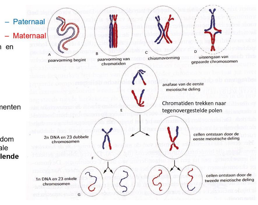 <ul><li><p>halveren van aantal chromosomen &amp; helft van hoeveelheid DNA ivg met somatische lichaamscel</p></li><li><p>vorming van een uniek genoom</p></li></ul><p>→ door cross-over: vorming nieuwe chromosomen omdat chromatide segmenten worden uitgewisseld</p><p>→ als gevolg van random verdeling van paternale &amp; maternale chromosomen: 2<sup>23</sup> genetisch verschillende gameten</p><p></p>