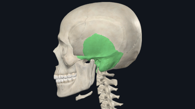 <p>What is this bone?</p>