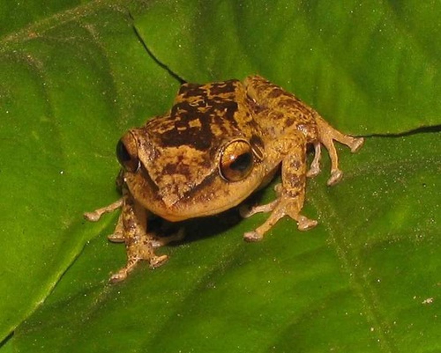 <p>a small frog found only in Puerto Rico</p>