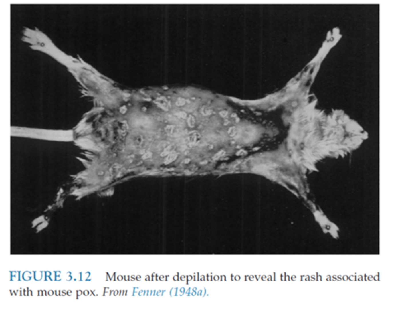 <p>Which of the following strains of mouse are considered highly resistant to lethal mousepox (Ectromelia virus)?</p><p>A. BALB/c</p><p>B. DBA/2</p><p>C. C3H/He</p><p>D. C57BL/6</p>
