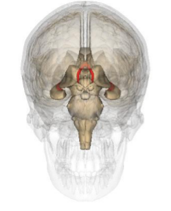 <p>What structure is represented by this image?</p>