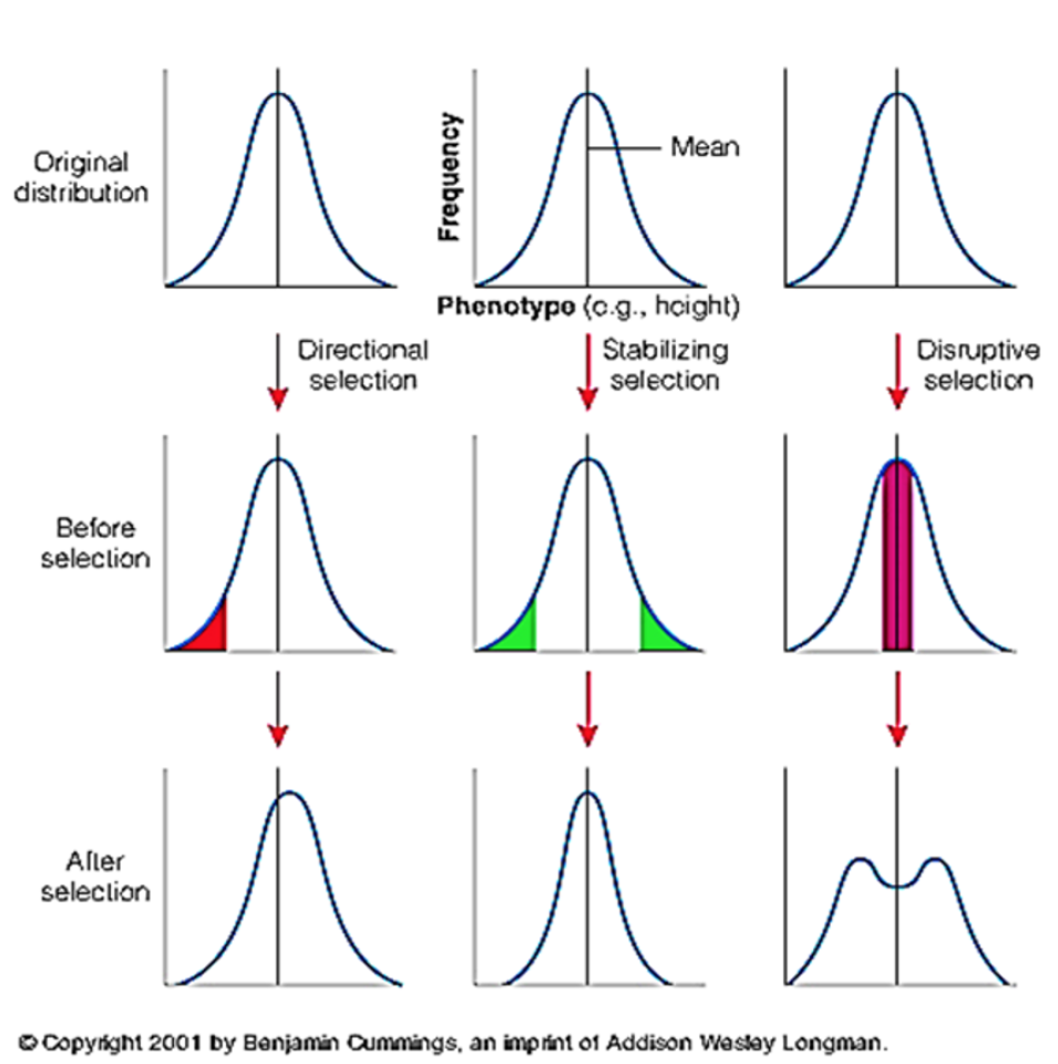 <p>Objective force acting on populations that alters allele frequencies.</p><ul><li><p>Directional</p></li><li><p>Stabilizing</p></li><li><p>Disruptive</p></li></ul><p></p>