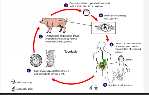 <p>Eggs or gravid proglottids in feces passed into environment</p><p>Embryonated eggs/gravid proglottids ingested by normal intermediate host (swine)</p><p>Oncospheres hatch, penetrate intestnal wall and circulate to musculature</p><p>Oncospheres develop into cysticerci</p><p>Humans acquire intestinal tapeworm infection via consumption of cysticerci in meat</p>