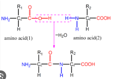 <p>Two <strong>Amino Acids </strong>held together via a <strong>peptide bond</strong></p>