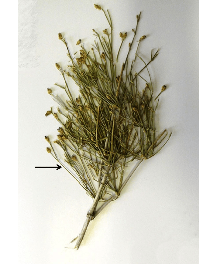 <p>Gnetophyta; a species of gymnosperm in the Ephedraceae family</p>