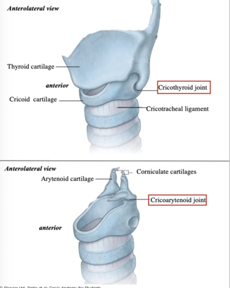 <p>cricoarytenoid joint</p>