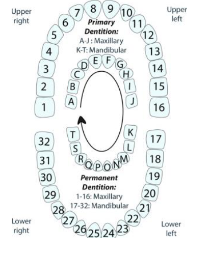 <p>Three periods of dentition </p>