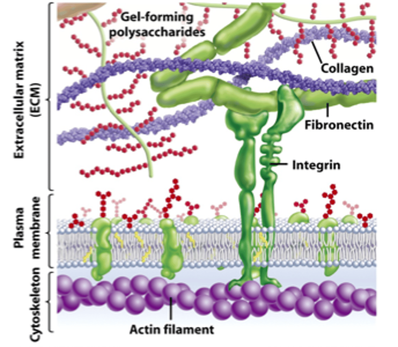 <p>1 function of membrane proteins; proteins can adhere to the ECM and can coordinate extracellular and intracellular changes.</p>
