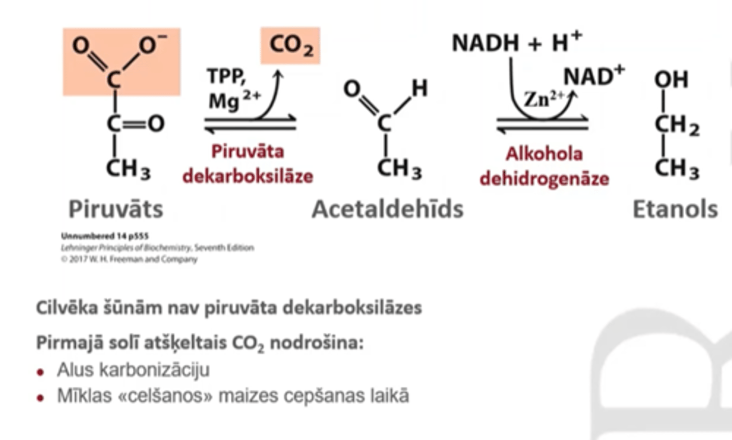 <p>piruvāts <--> acetaldahīds <--> etanols</p><p>piruvāta dekarboksilāze, alkohola dehidrogenāze</p>