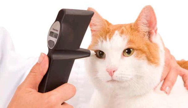 <p>tonometer</p>