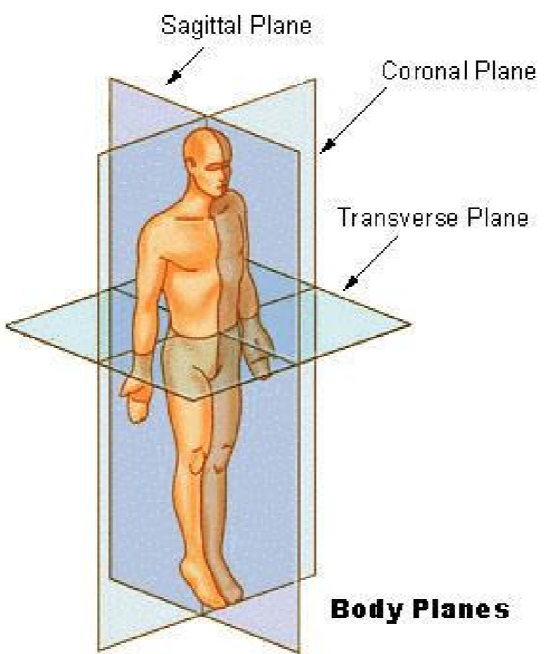 <p>Divides body into superior and inferior</p>