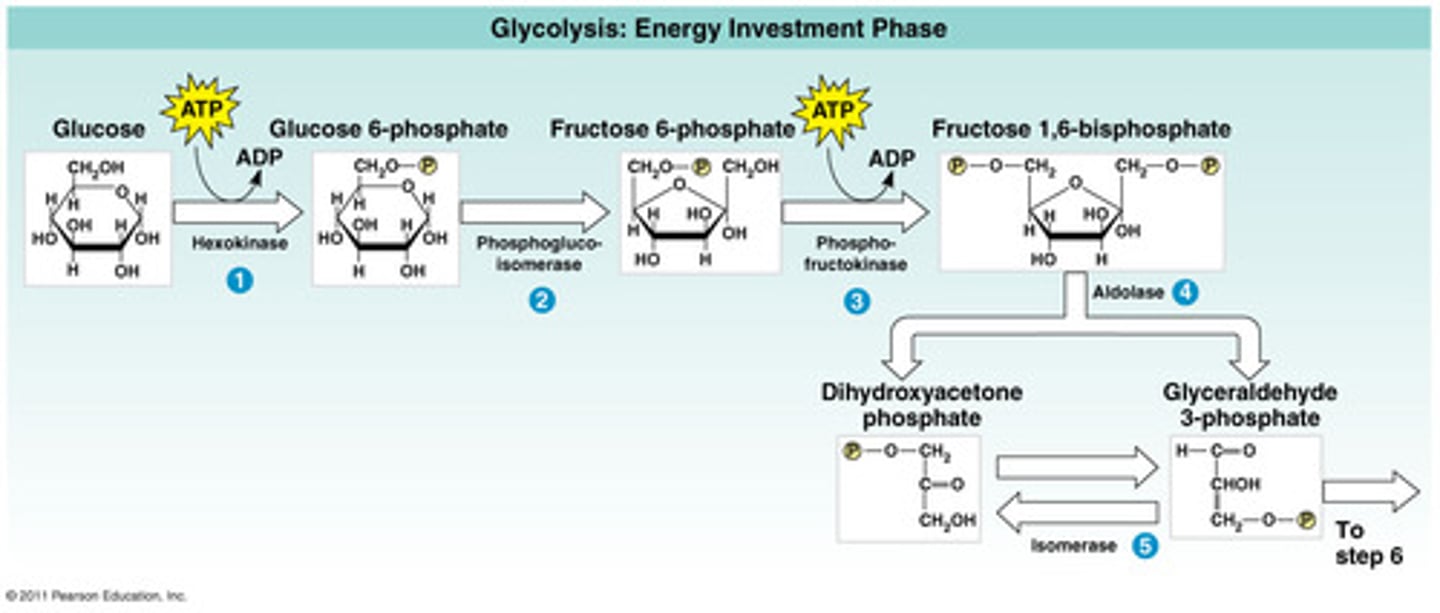 <p>Location is the cytoplasm/cytosol.</p><p>Needs 2 ATP to make glucose more reactive</p><p>Enzyme reactions produce 4 ATP through substrate level phosphorylation</p><p>Glucose(six Carbon) is converted to two pyruvate(3 carbons each)</p><p>Products:2 net ATP and 2 NADH</p><p>No oxygen is needed</p>