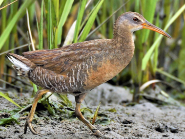 <p>Clapper Rail</p>