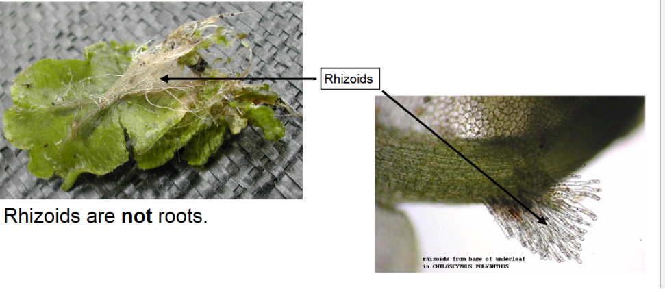 <p>multicellular extensions of the</p><p>gametophyte used for water absorption and anchoring (not roots)</p>