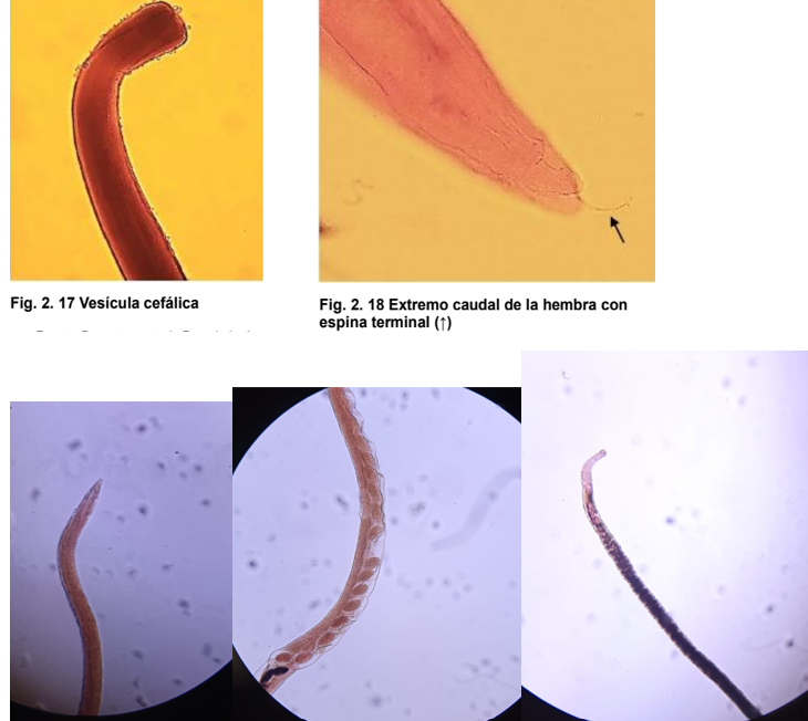 <ul><li><p>Localización: intestino delgado </p></li><li><p>Huésped: ovino y caprino</p></li><li><p>ciclo de vida: directo </p></li><li><p>boca circular, par de coronas y vesicula cefálica. Cutícula tiene 18 estrías longitudinales.</p></li><li><p>M: Espiculas largas y filiformes y no tiene gubernáculo.</p></li><li><p>H: tiene un extremo caudal romo y con una pequeña espina o púa y los huevos son grandes.</p></li></ul>