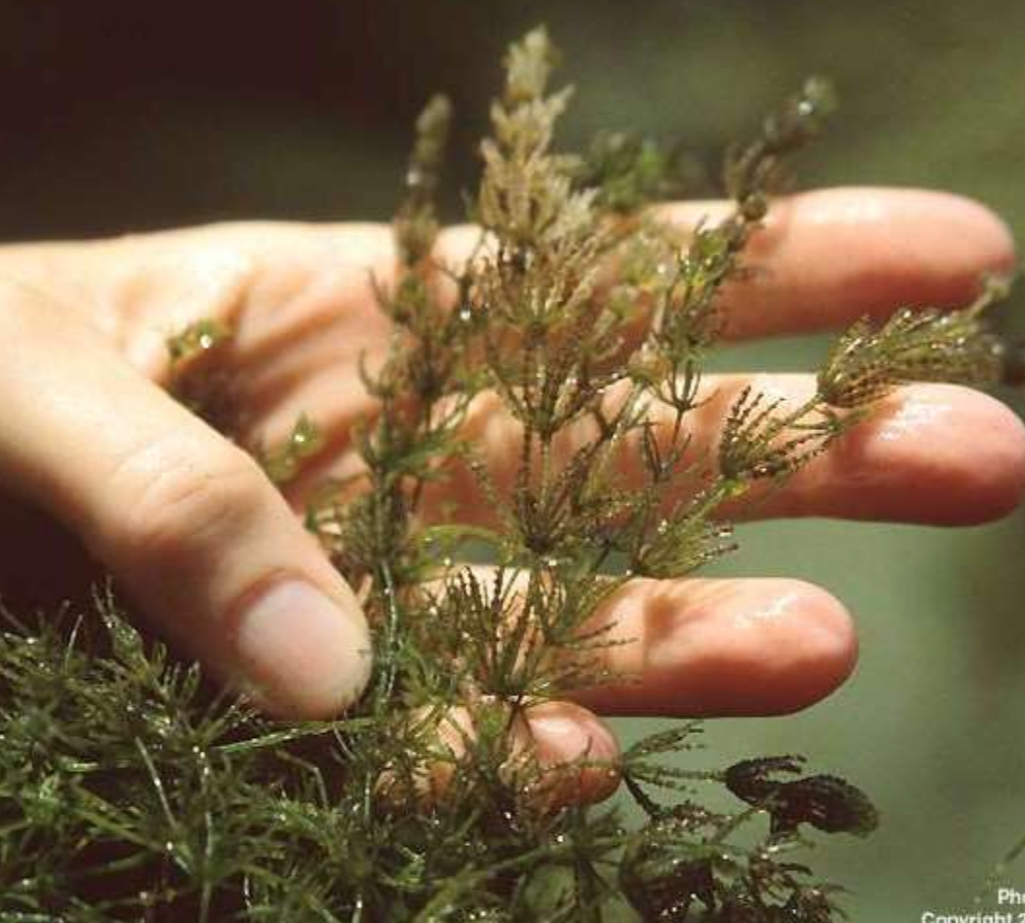 <p>Chara (muskgrass/stoneworts)</p>