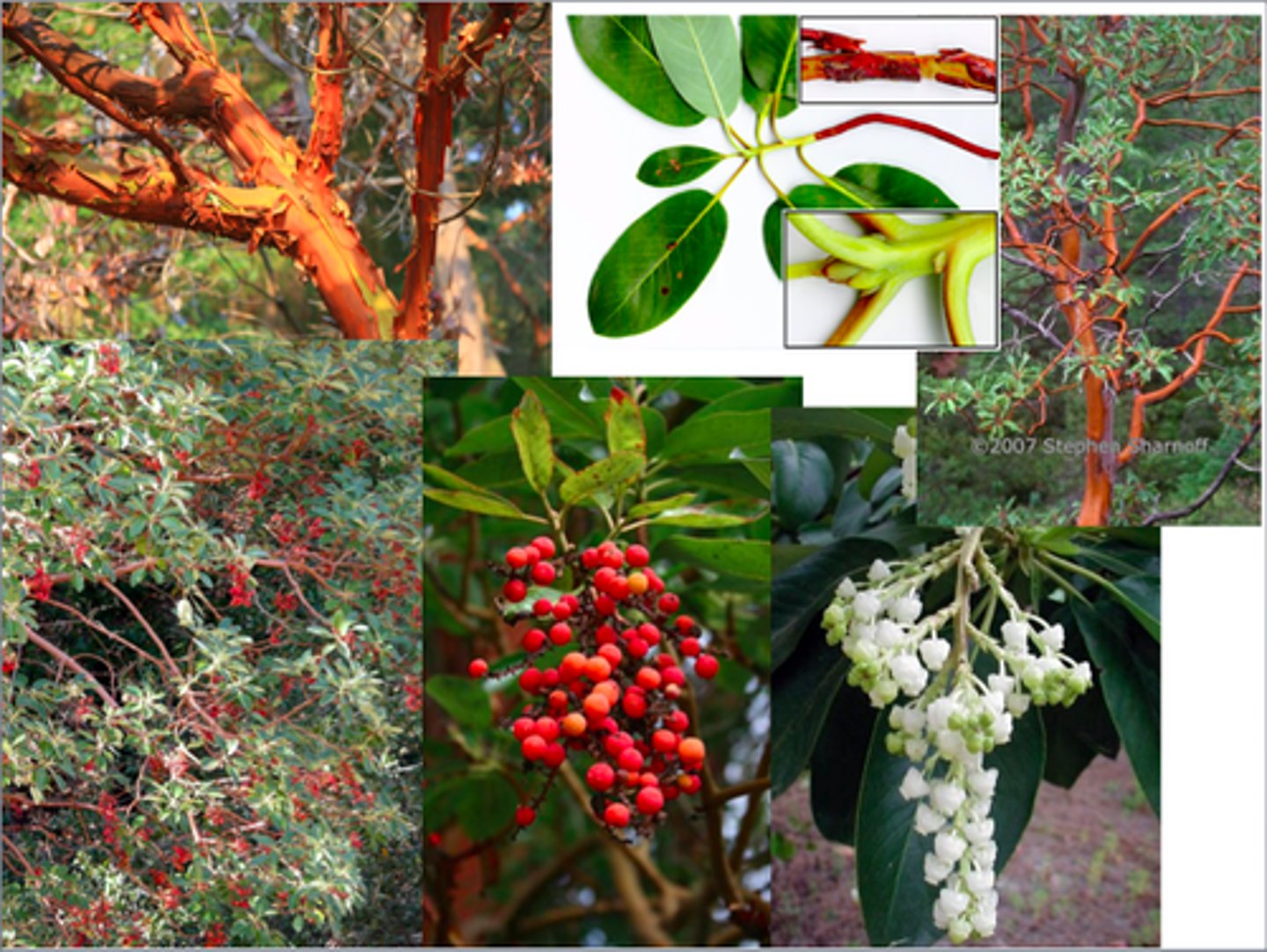<p>Iconic Coastal Tree</p><p>- Grows along rocky bluffs from California to Campbell River.</p><p>- Deep roots help stabilize rocky coastal slopes</p><p>- Only broadleaf evergreen tree in Canada.</p><p>Distinct Appearance</p><p>- Smooth reddish bark peels away to reveal fresh greenish bark beneath.</p><p>- White flowers and red berries support pollinators and birds.</p>