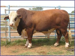 -Developed in FLORIDA 1947 (Brahman Hereford Cross) 
-Red with white on head, belly, and feet (red over eyes) 
-Great fertility and maternal qualities, heat and insect resistance.