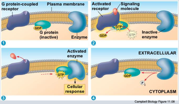 <p><strong>What it is:</strong></p><ul><li><p>The most common type of receptor in your body.</p></li><li><p>Found in the <strong>cell membrane</strong>.</p></li></ul><p><strong>What does "7-pass transmembrane protein" mean?</strong></p><ul><li><p>The protein <strong>crosses (passes through)</strong> the membrane 7 times like a snake weaving back and forth.</p></li><li><p>Basically, parts of the protein stick out both inside &amp; outside the cell.</p></li></ul><p><strong>How it works:</strong></p><ol><li><p>A <strong>ligand</strong> (signal molecule) binds to the outside part of the receptor.</p></li><li><p>The receptor changes shape.</p></li><li><p>This activates a <strong>G protein</strong> inside the cell.</p></li><li><p>The G protein triggers other molecules inside to create a bigger response (like enzymes, second messengers, etc).</p></li></ol><p><strong>Purpose:</strong></p><ul><li><p>Start many important processes: smell, taste, adrenaline response, etc.</p></li></ul><p></p>