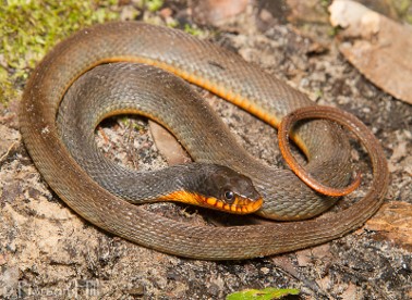 <p>aquatic generalists; below the mountains; aggressive; keeled scales; yellow/orange belly; slate gray color with no markings</p>