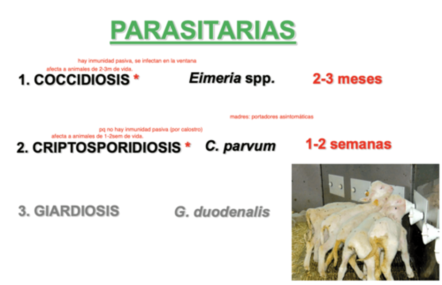 <p>1-2 semanas</p><p>(no hay inmunidad pasiva)</p>