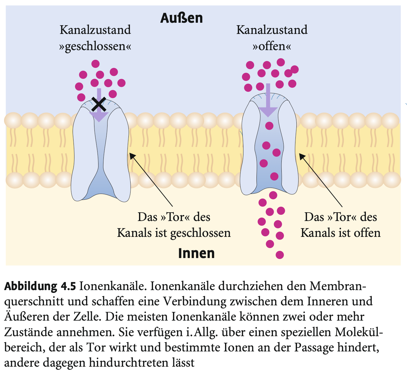 <p>→ Über 100 verschiedene; in einer Membranregion einer Nervenzelle über 10 aktiv gleichzeitig.</p>