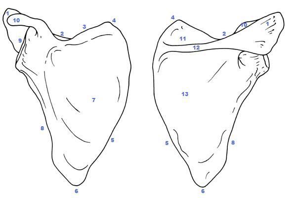 <p>what part of the scapula is 2?</p>